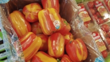 The Market Review - Aloha Peppers & Campari Tomatoes