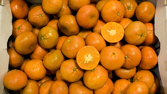 honey tangerine plant