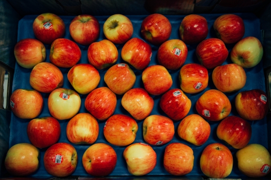 Autumn Glory Apples displayed in their case