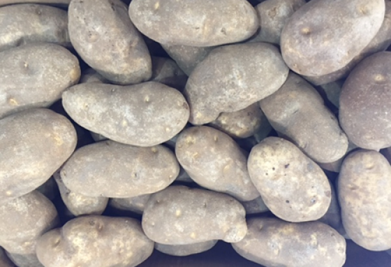 Malin Sand Land Potatoes