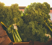 Leafy green organic Kale