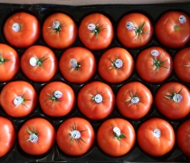 Case of Beefsteak Tomatoes