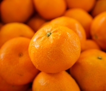 Mandarin Orange Hybrid