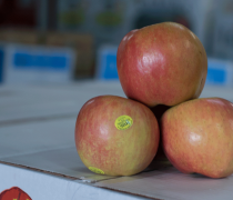 Organic, fuji, apple, shasta, produce, market, fruit
