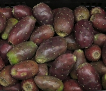 Red Prickly Pears