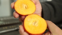 The Market Review - Yellow Nectarines & White Peaches