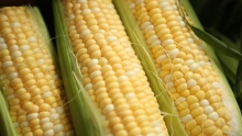 Produce Market Review - Organic Bi-Color Corn & Organic Greens