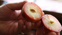 Pluots & Donut Peaches - Shasta Produce Market Review