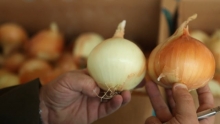Walla Walla Onions & Concord Grapes| Market Review