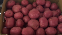 Assorted Potatoes & Organic Washington Fuji Apples | Market Review