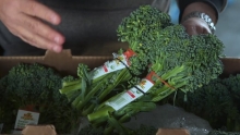 Organic Baby Broccoli & Washington State Apples | Shasta Produce Market Review