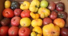 The Market Review - Heirloom Tomatoes & Hawaiian Pineapple