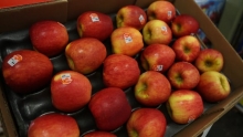 The Market Review - Comice Pears & Autumn Glory Apples