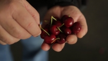 The Market Review - Red Cherries & Pinata Apples