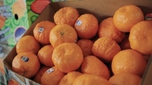 The Market Review - Champagne Mangoes & Gold Nugget Mandarins