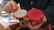 The Market Review - Dragon Fruit and Sweet Potatoes
