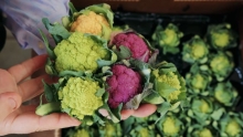 The Market Review - Baby Cauliflower & Murcott Mandarins
