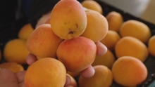 The Market Review - Smitten Apples & California Apricots