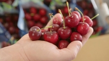 The Market Review - Bing Cherries & Prima Peaches