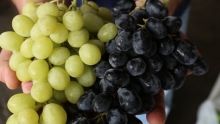 The Market Review - California Grapes
