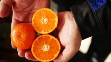 The Market Review - Red Seedless Muscat Grapes & Organic Murcott Mandarins