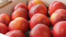 The Market Review - Sweet2Eat Nectarines & Manila Mangoes