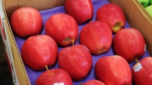 The Market Review - Late Fall Apples