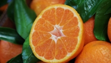 The Market Review - Satsuma Mandarins & Royal Dawn Cherries