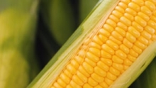The Market Review - White & Yellow Corn