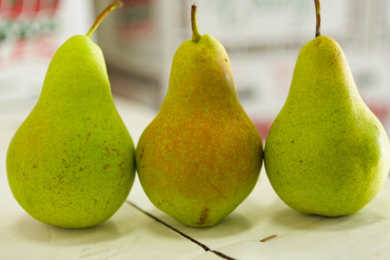 Concrode Green Pears