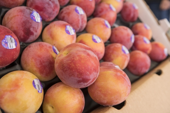 Apricots - Ruby Velvets