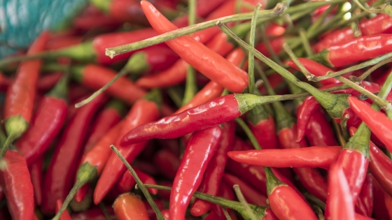 Thai Red Chile Peppers
