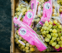 https://www.shastaproduce.com/sites/default/files/styles/product_thumb/public/Cotton_Candy_Grapes_The_Grapery_CA_3.jpg?itok=JzdWqcwi