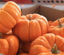 Mini, pumpkins, fall, season, holidays, autumn, october, november, decoration, soup, bowl, fun, jackalantern, candle, dessert, pie, thanksgiving, 