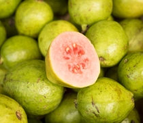 Guava - Red Thai Variety