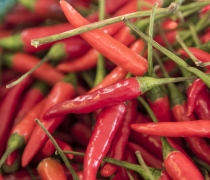 Thai Red Chile Peppers